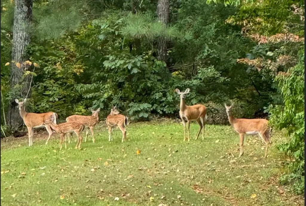 Wildlife